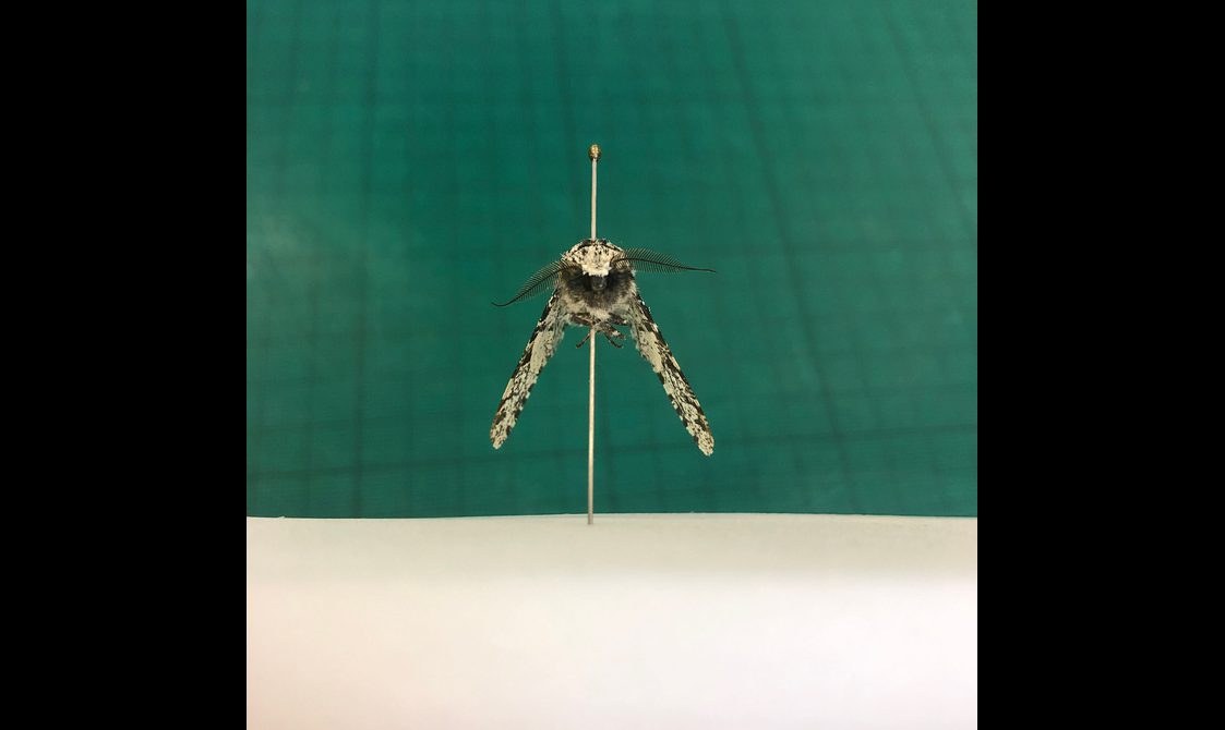 A moth specimen pinned to a board with a small pin.